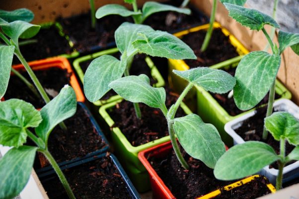 Squash seedlings growing in colorful pots